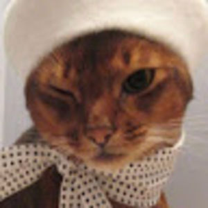 Meet your Posher, Haifa